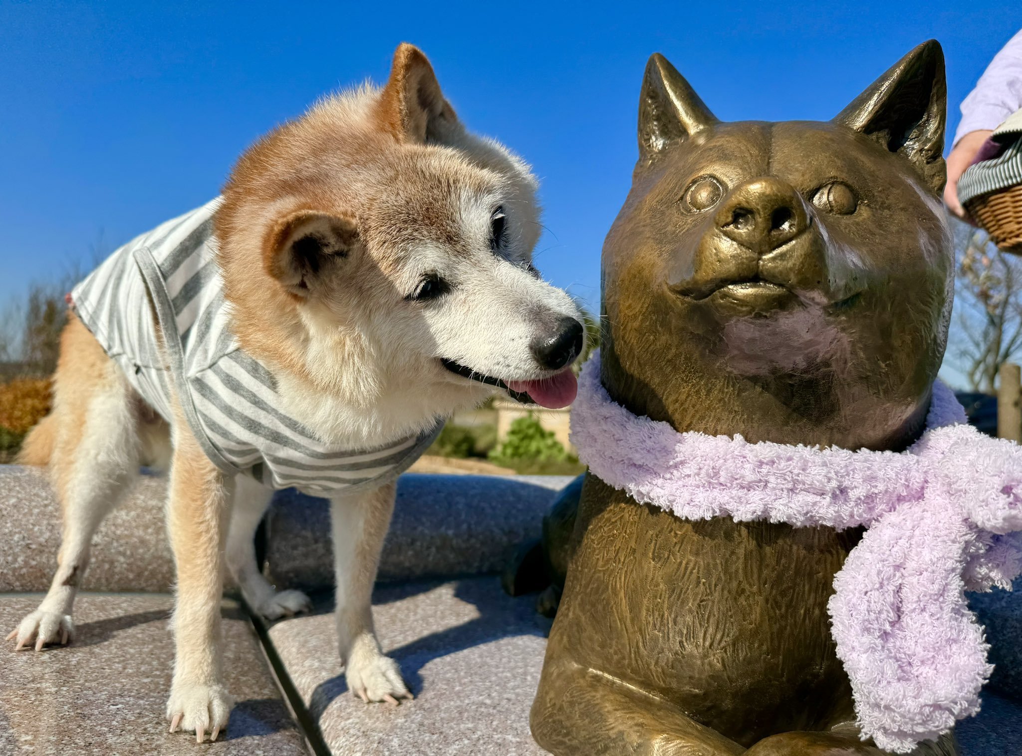 🌸 사쿠라 고향 광장(사쿠라 후루사토 히로바) 이미지 3